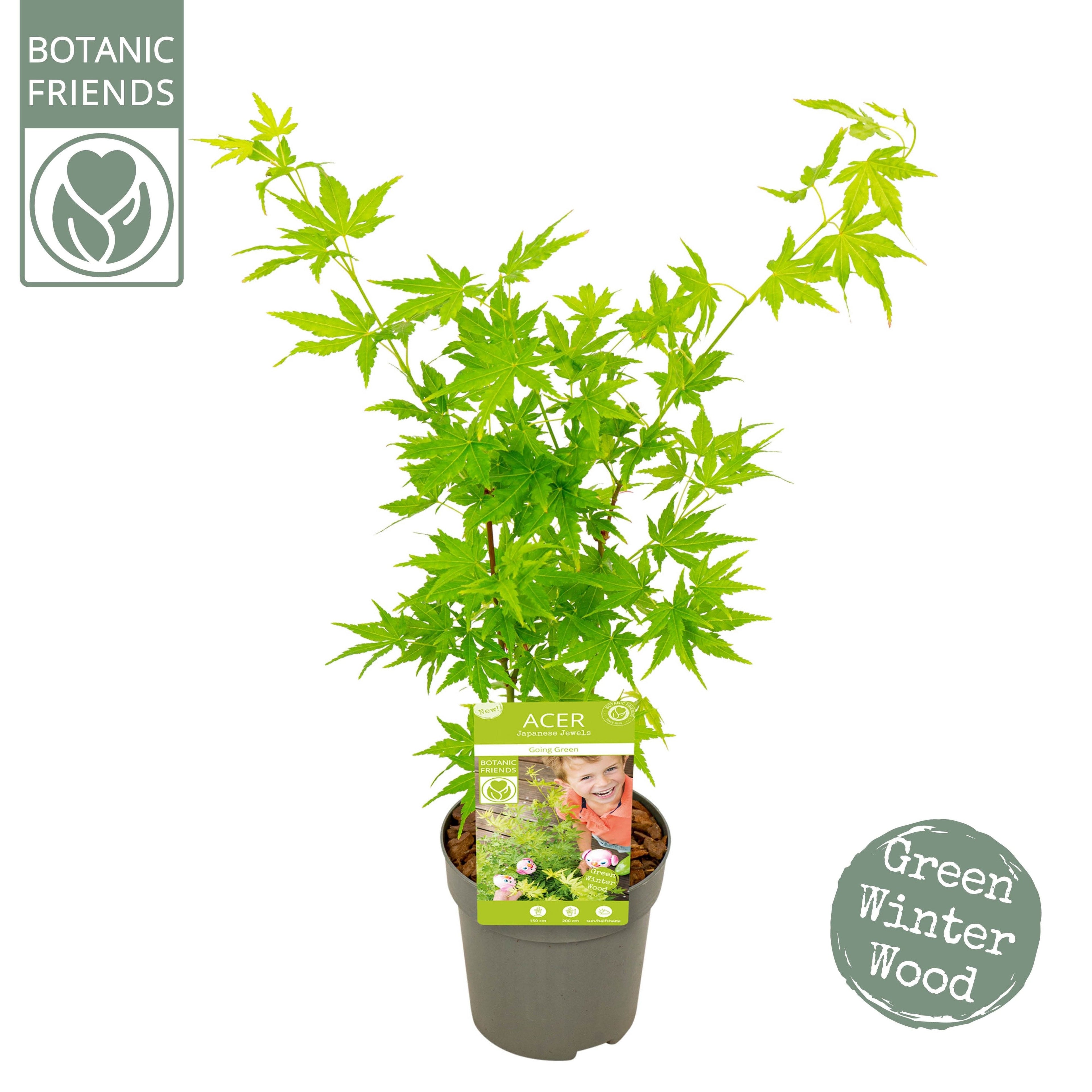 Acer palmatum 'Going Green' (acero giapponese)