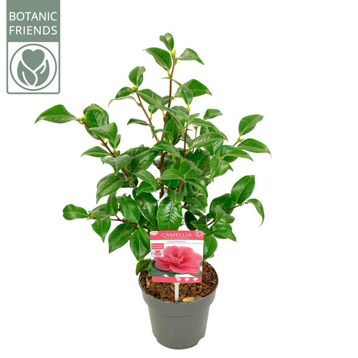 Camellia reticulata 'Mary Williams'