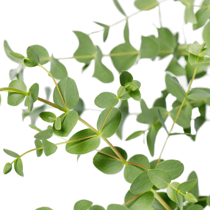 Eucalipt - Eucalyptus parvula (Eucalyptus parvifolia)