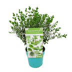 Eucalipt - Eucalyptus parvula (Eucalyptus parvifolia)