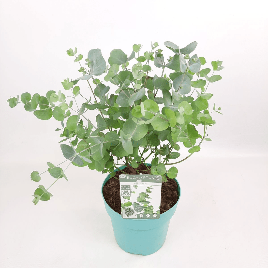Plant in a Box - Eucalyptus cinerea 'Silver Dollar' - Set van 2 - Winterharde Eucalyptus - Pot 19cm - Hoogte 90-110cm Plant in a Box - Eucalyptus cinerea 'Silver Dollar' - Set van 2 - Winterharde Eucalyptus - Pot 19cm - Hoogte 90-110cm