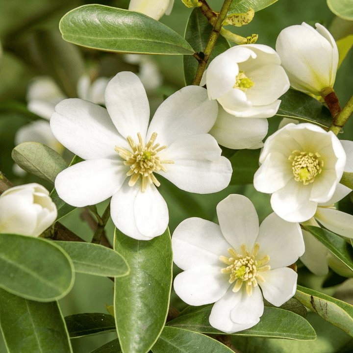 Magnolia Michelia 'Vanilla Pearls'