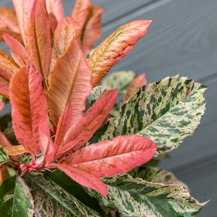 Photinia serratifolia 'Pink Crispy'