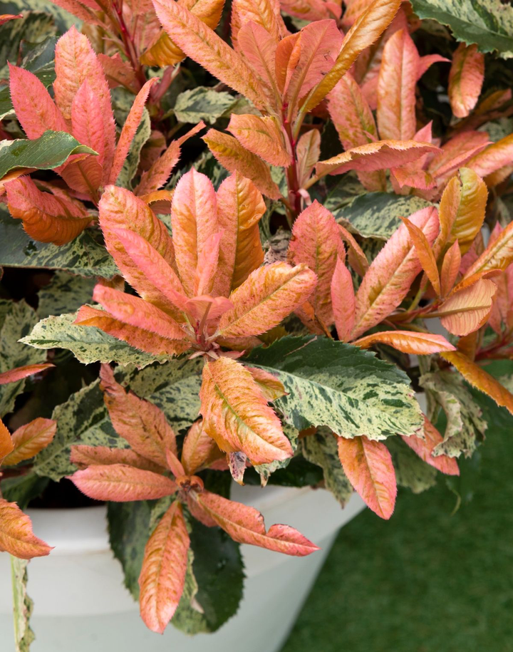 Photinia serratifolia 'Pink Crispy'