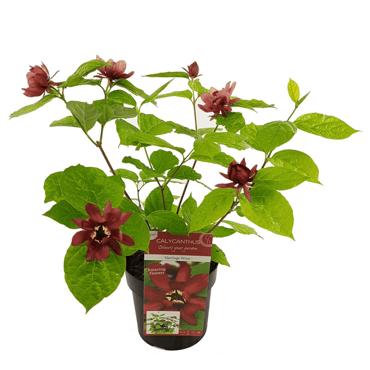 Sinocalycanthus 'Hartlage Wine' - Orchid Tree