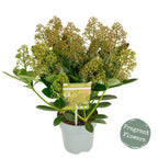 Lila japonés - Skimmia japonica 'Illusion' flores perfumadas