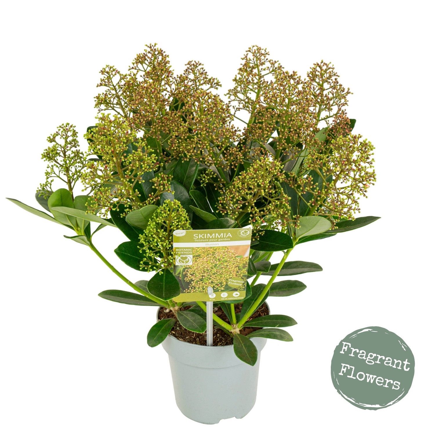 Liliac Japonez - Skimmia japonica 'Illusion' flori parfumate