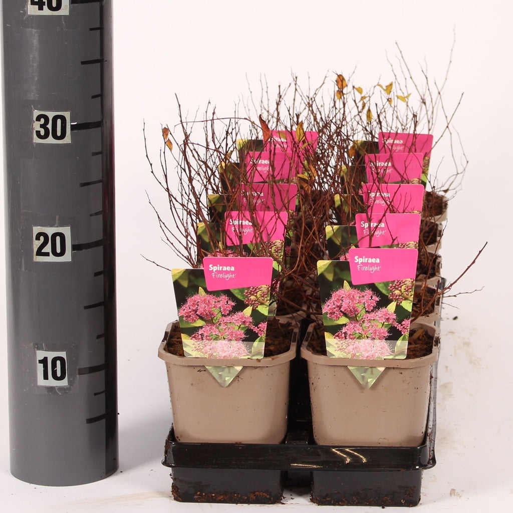 Spiraea japonica ‘Firelight’ – arbust compact cu frunzis in nuante de foc si flori roz intens