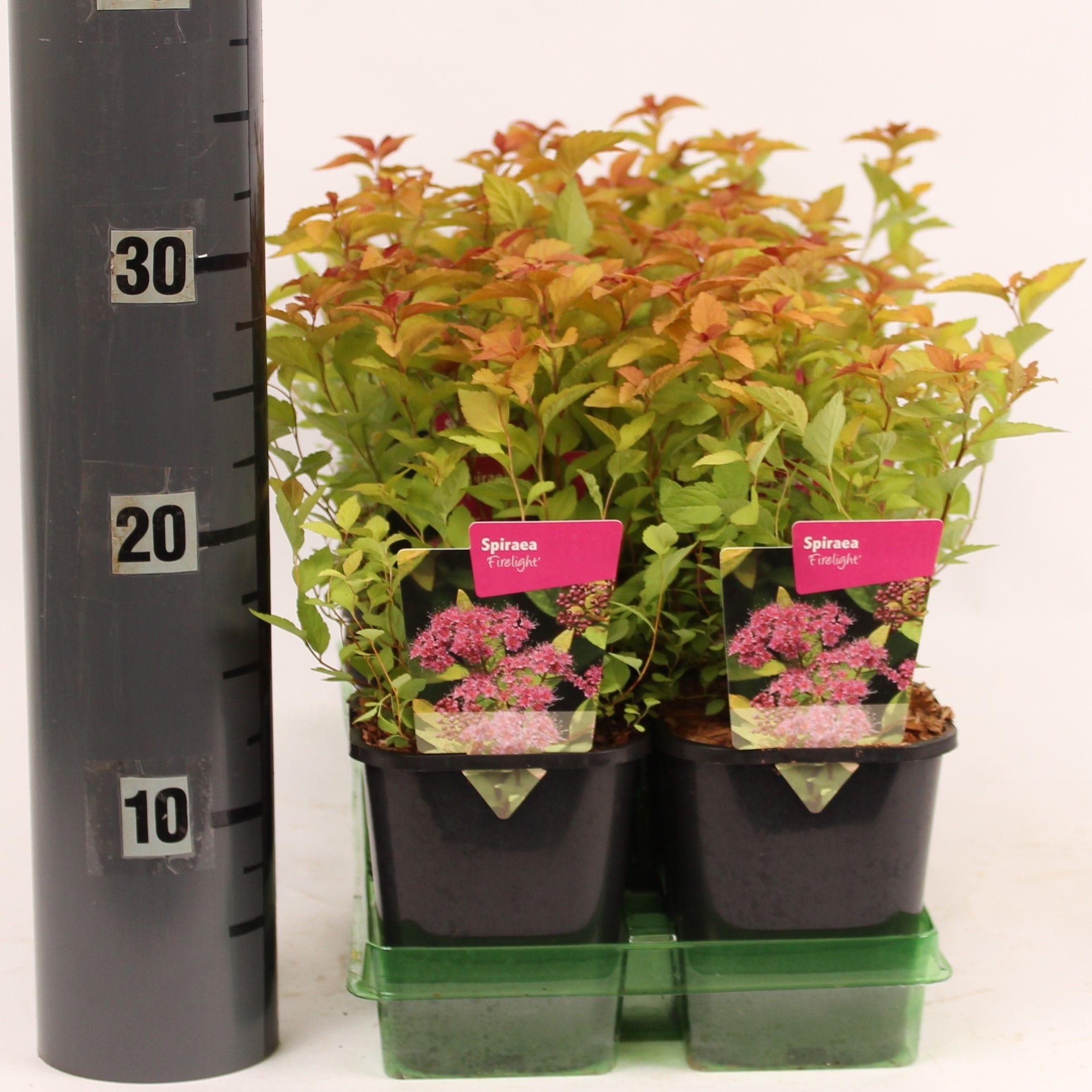 Spiraea japonica ‘Firelight’ – arbust compact cu frunzis in nuante de foc si flori roz intens