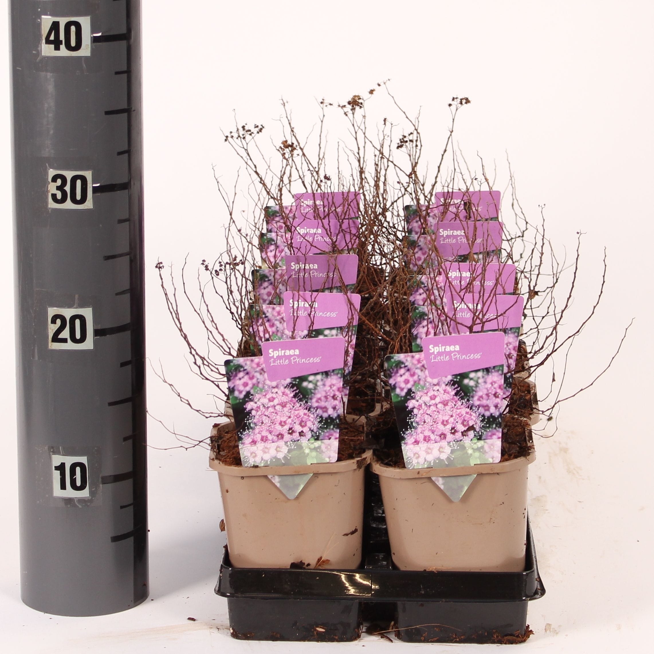 Spiraea japonica ‘Little Princess’