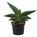 Sansevieria ehrenbergii 'Samurai' - compact form and architectural foliage for small spaces