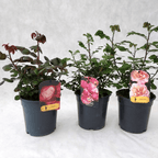 Rosa 'Rouge Meilove'® (Rosa 'Mona Lisa') - Trandafir floribunda, rosu intens, parfumat