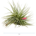 Planta aeriana Tillandsia Stricta Bak XL