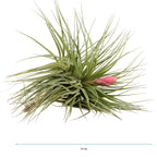 Planta aeriana Tillandsia Stricta Bak XL