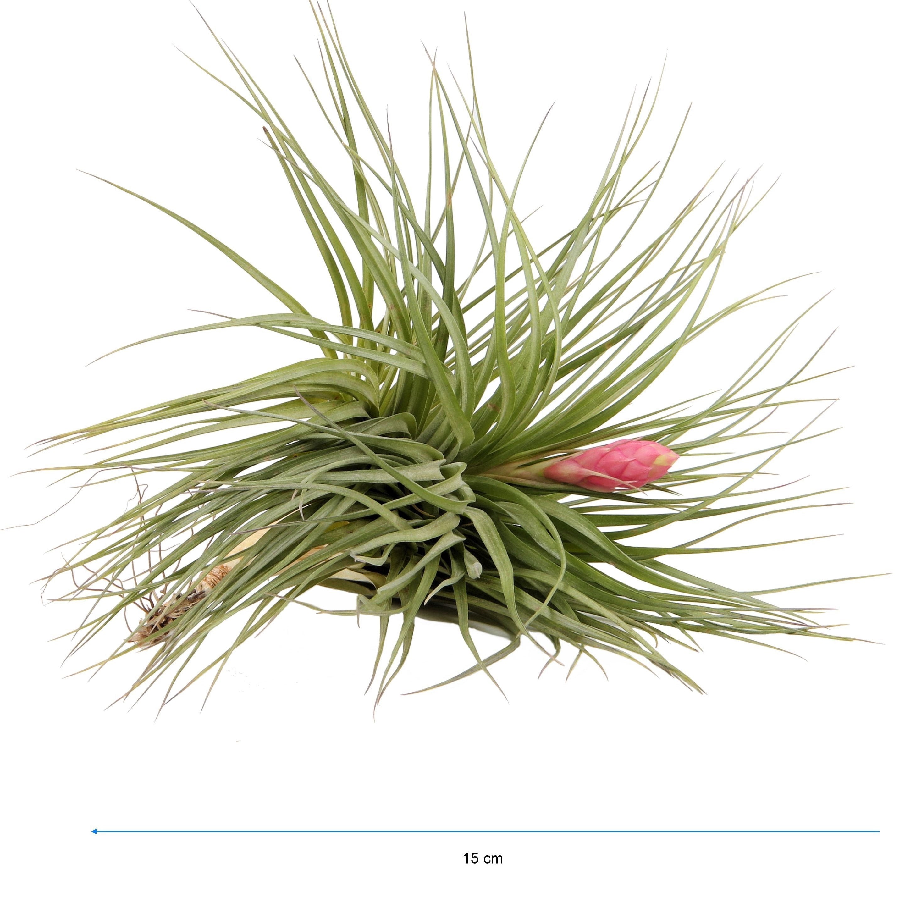 Planta aeriana Tillandsia Stricta Bak XL