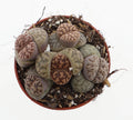 Lithops bromfieldii – Élő kő lenyűgöző mintákkal