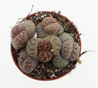 Lithops bromfieldii – Élő kő lenyűgöző mintákkal