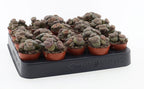 Lithops bromfieldii – Élő kő lenyűgöző mintákkal