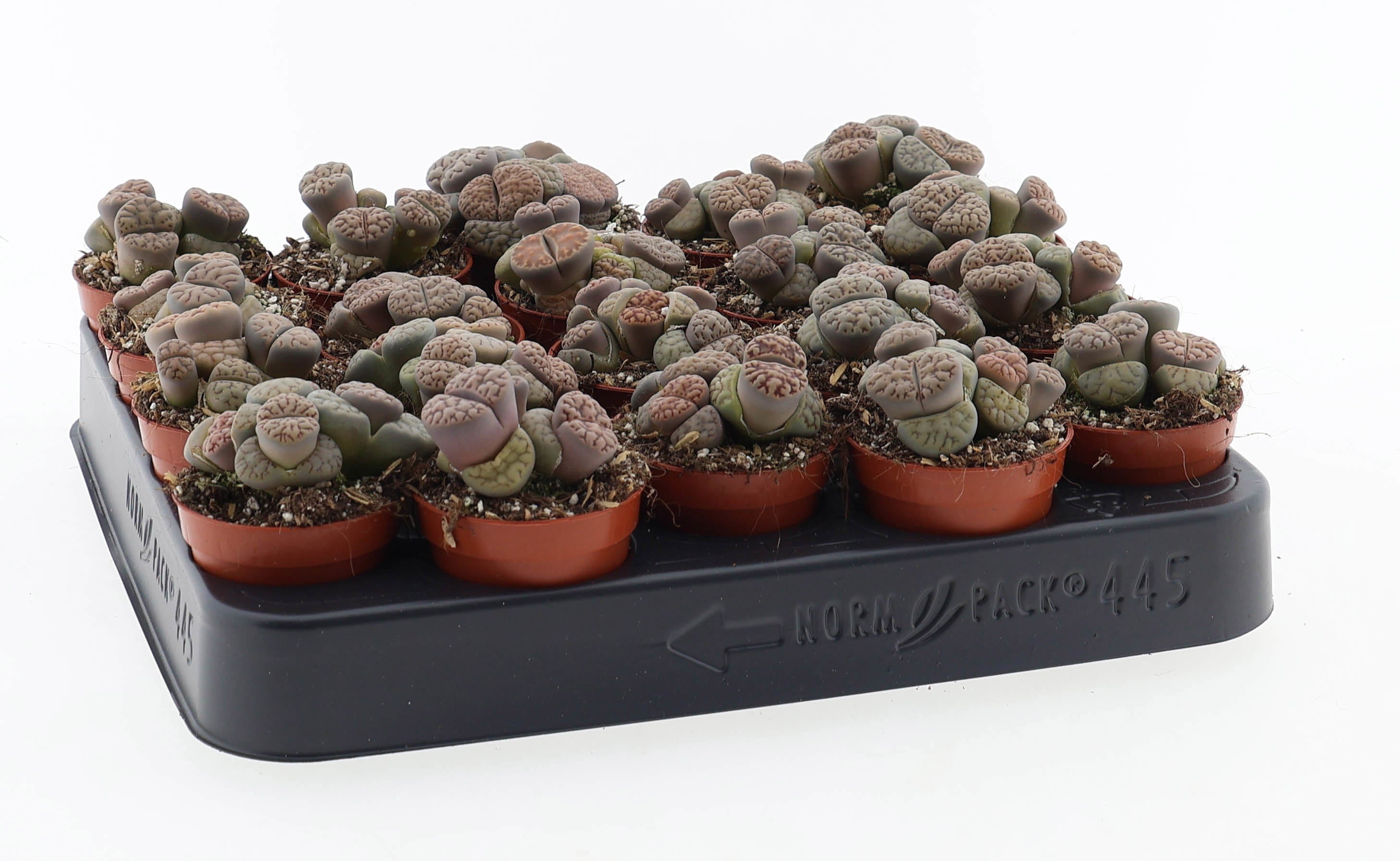 Lithops bromfieldii – Élő kő lenyűgöző mintákkal