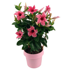 Mandevilla Sundaville® Pink Flamingo (flori bicolore, parfumate)