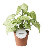 Syngonium 'White Butterfly' D12
