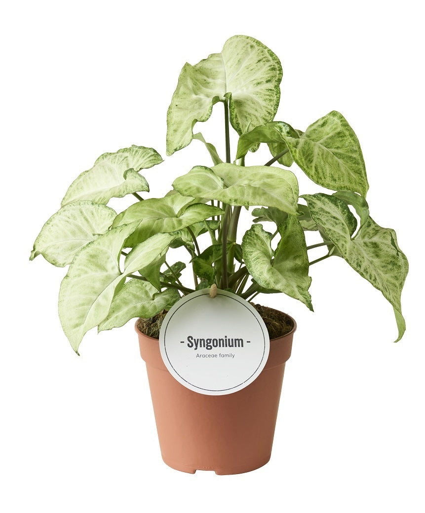 Syngonium 'White Butterfly' D12
