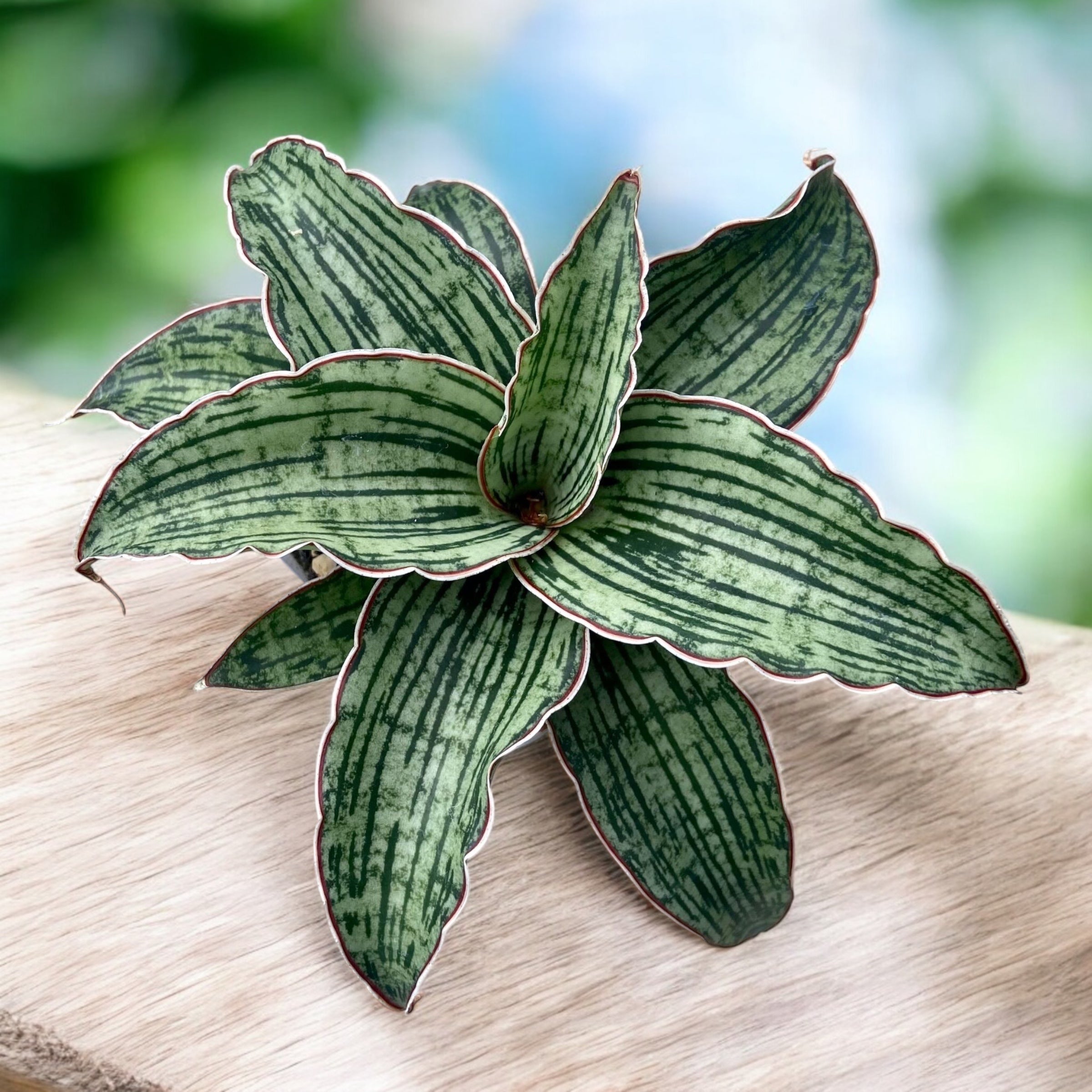 Sansevieria Cleopatra