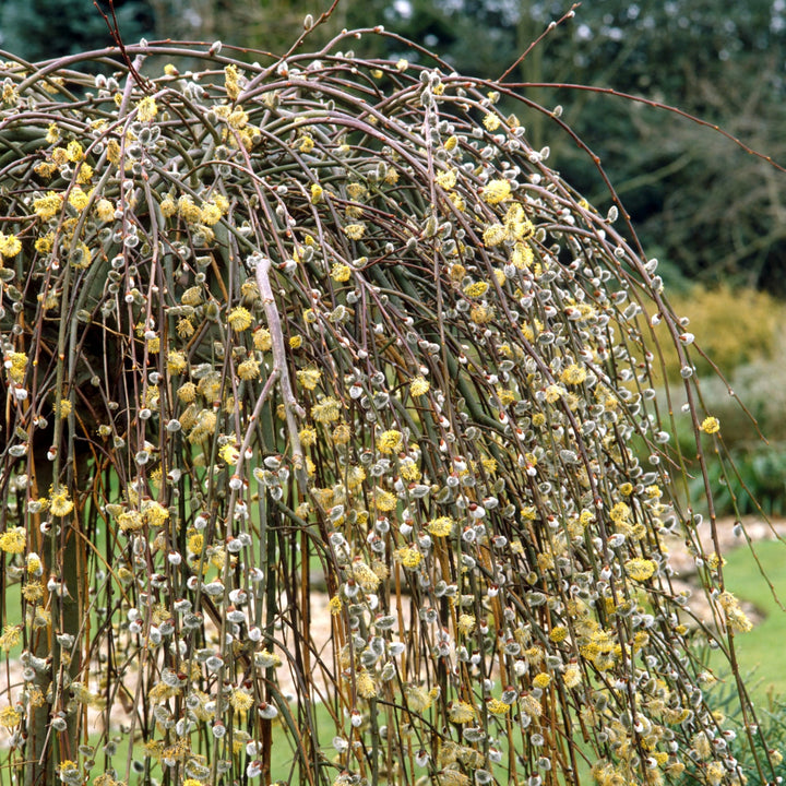 Salix caprea 'Kilmarnock' 