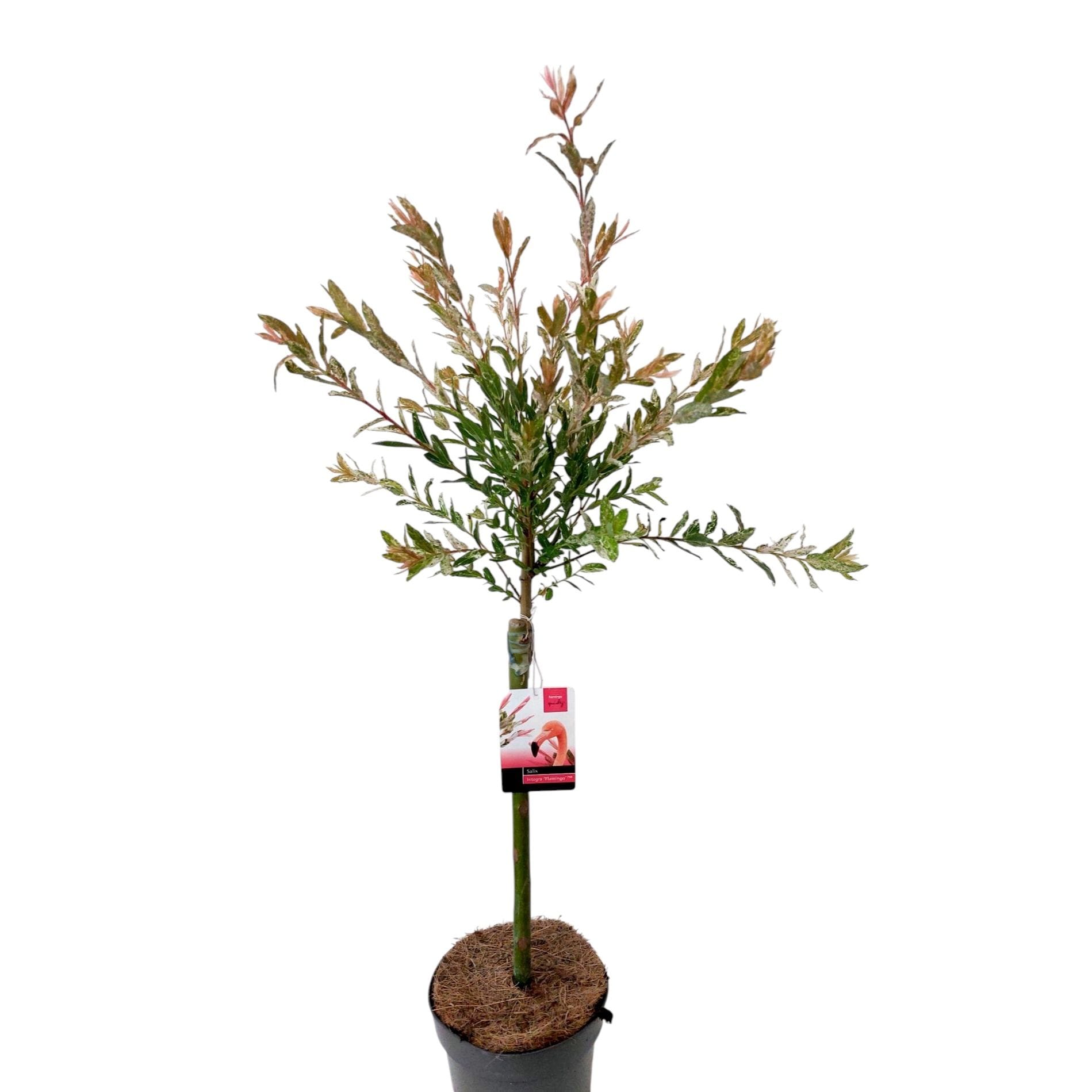 Salix integra 'Hakuro Nishiki' ('Flamingo') - salcie cu frunze variegate