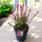 Salix integra 'Hakuro Nishiki' ('Flamingo')
