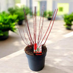 Salix integra 'Hakuro Nishiki' ('Flamingo')