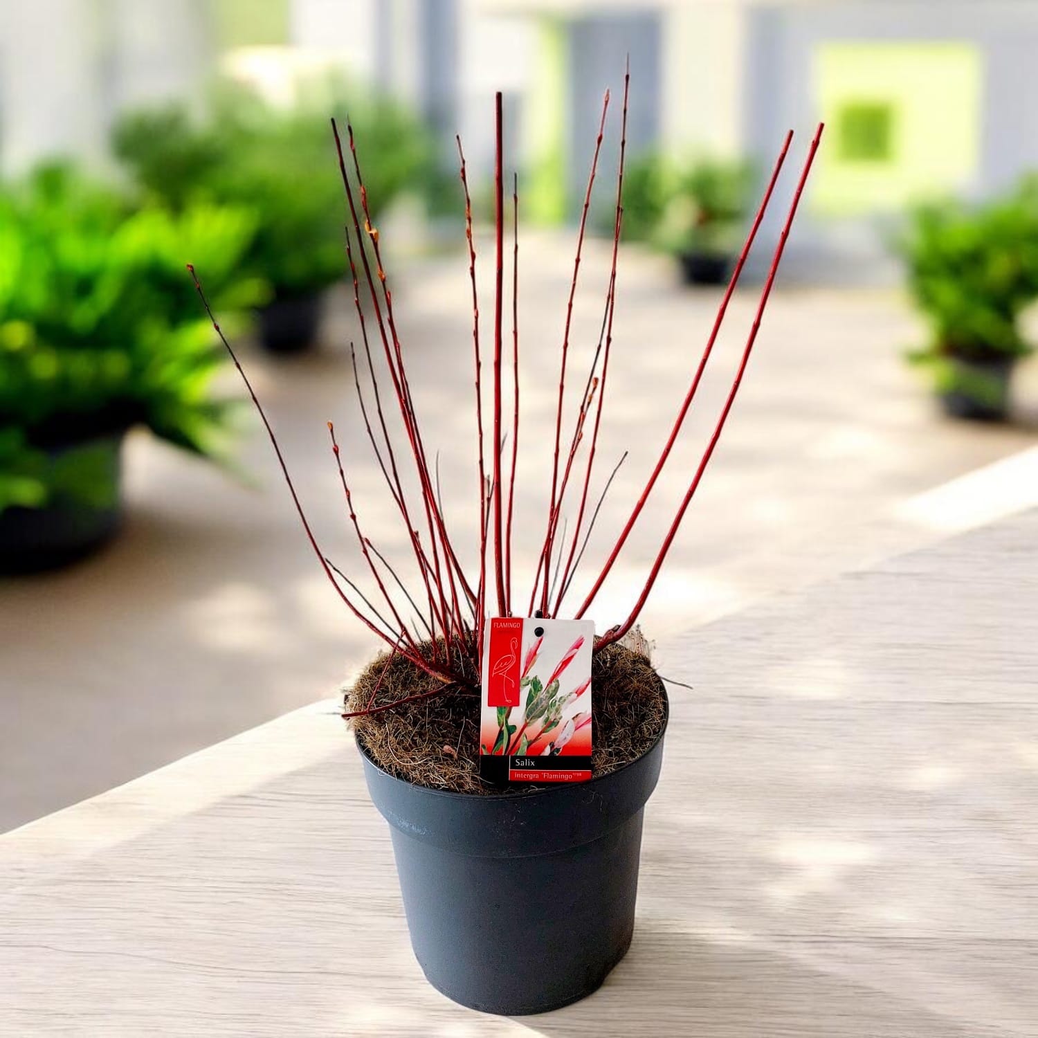 Salix integra 'Hakuro Nishiki' ('Flamingo')