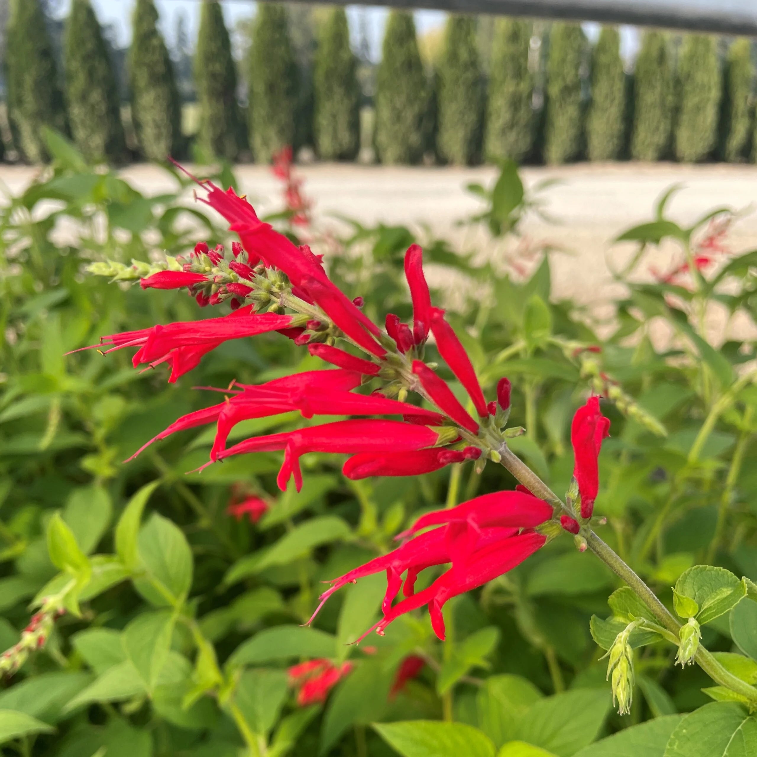 Salvie cu aroma de ananas - Salvia rutilans