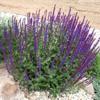 Salvia nemorosa 'Ostfriesland' - Salvia ‘Ostfriesland’ – trajna žajbelj z obilnim cvetenjem