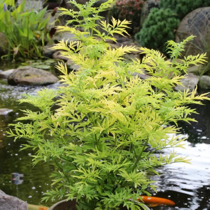 Sambucus nigra 'Golden Tower'