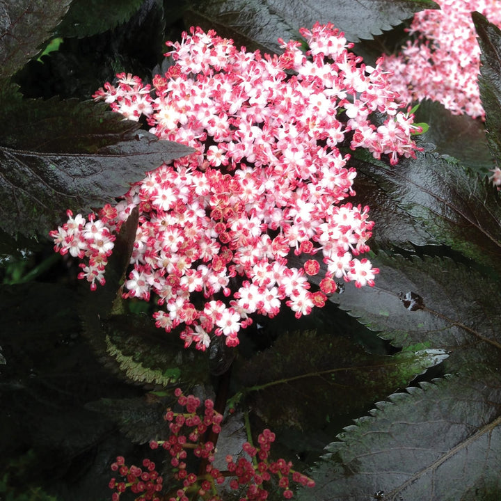 Soc negru - Sambucus nigra 'Black Tower' ('Eiffel 1')