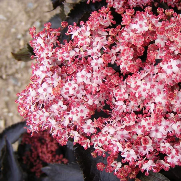 Soc negru - Sambucus nigra 'Black Tower' ('Eiffel 1')