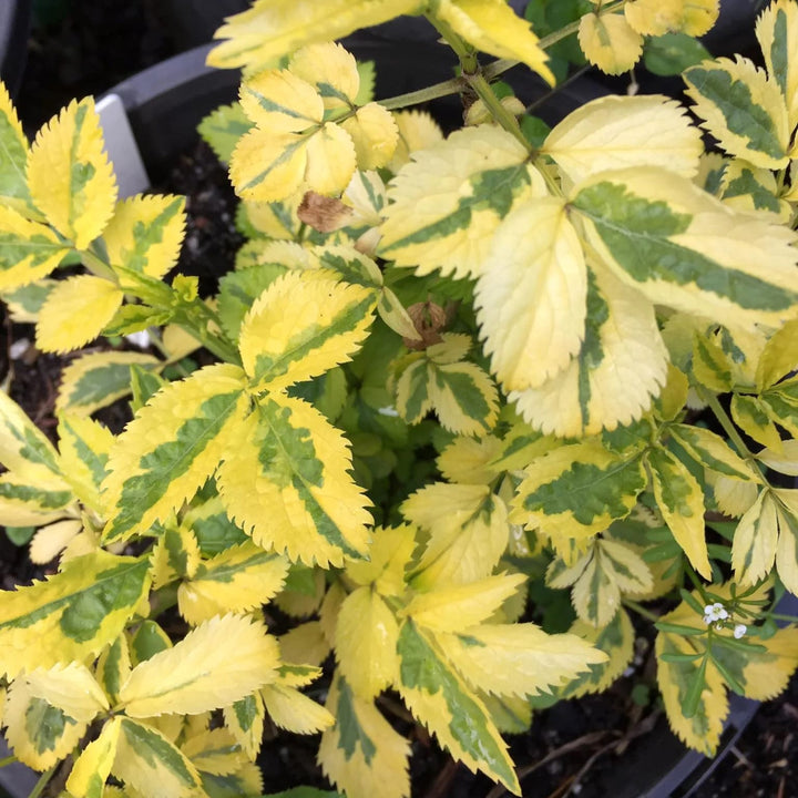 Soc variegat - Sambucus nigra 'Madonna'