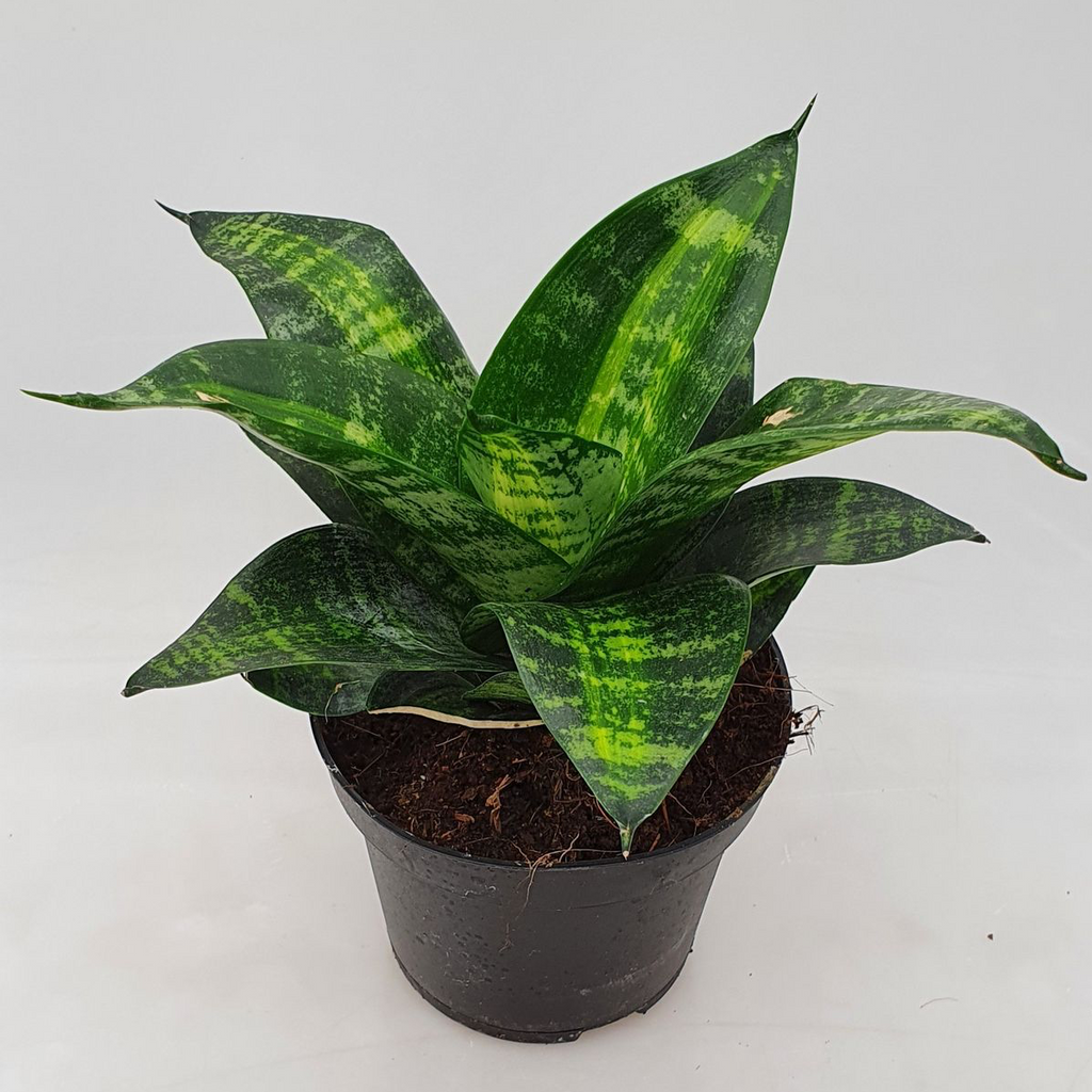 Sansevieria 'Estrella Tigre'