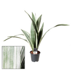 Sansevieria Aubrytniana Metallica