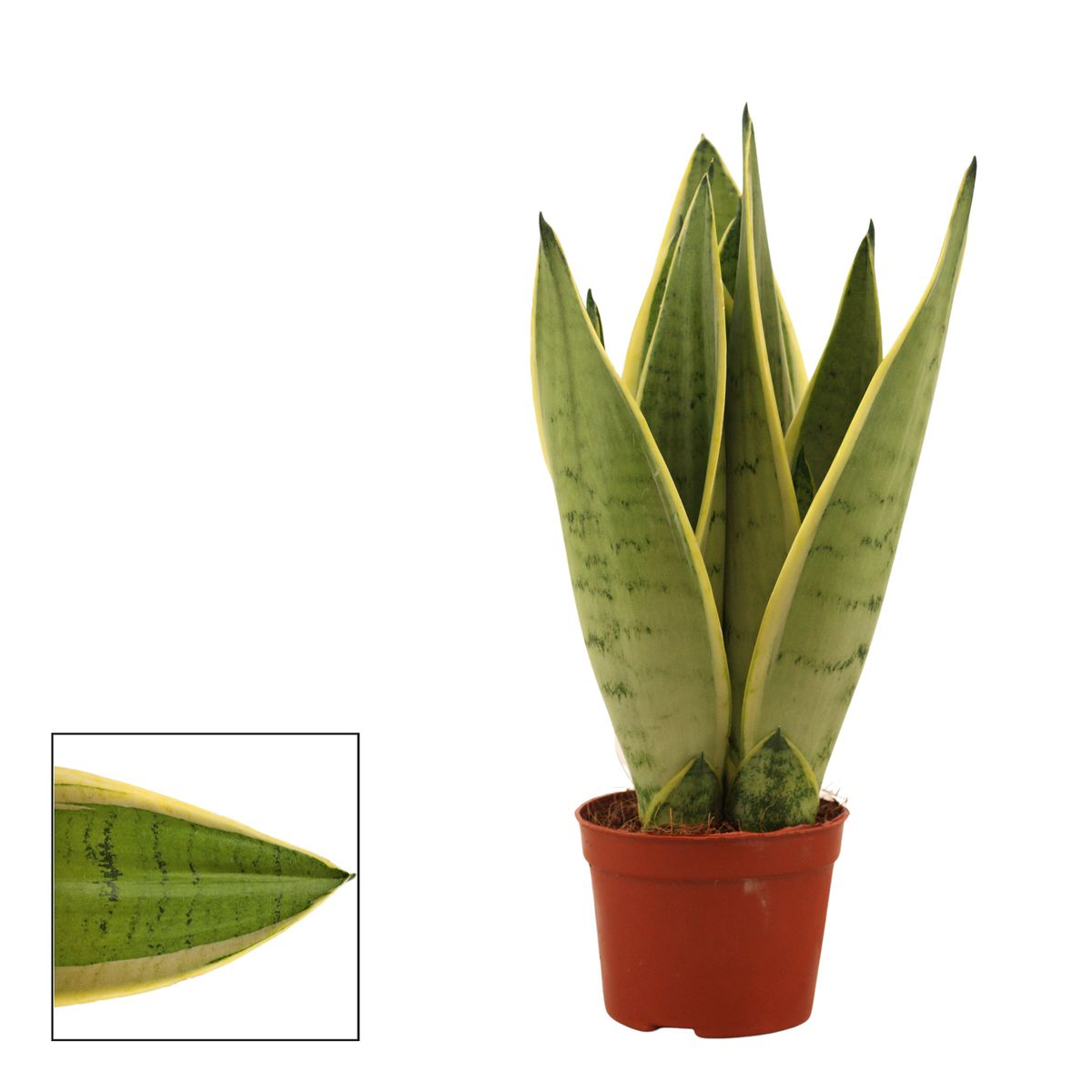 Sansevieria White Snow 2pp