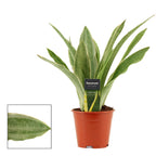 Sansevieria 'Aubrytiana Sayuri'