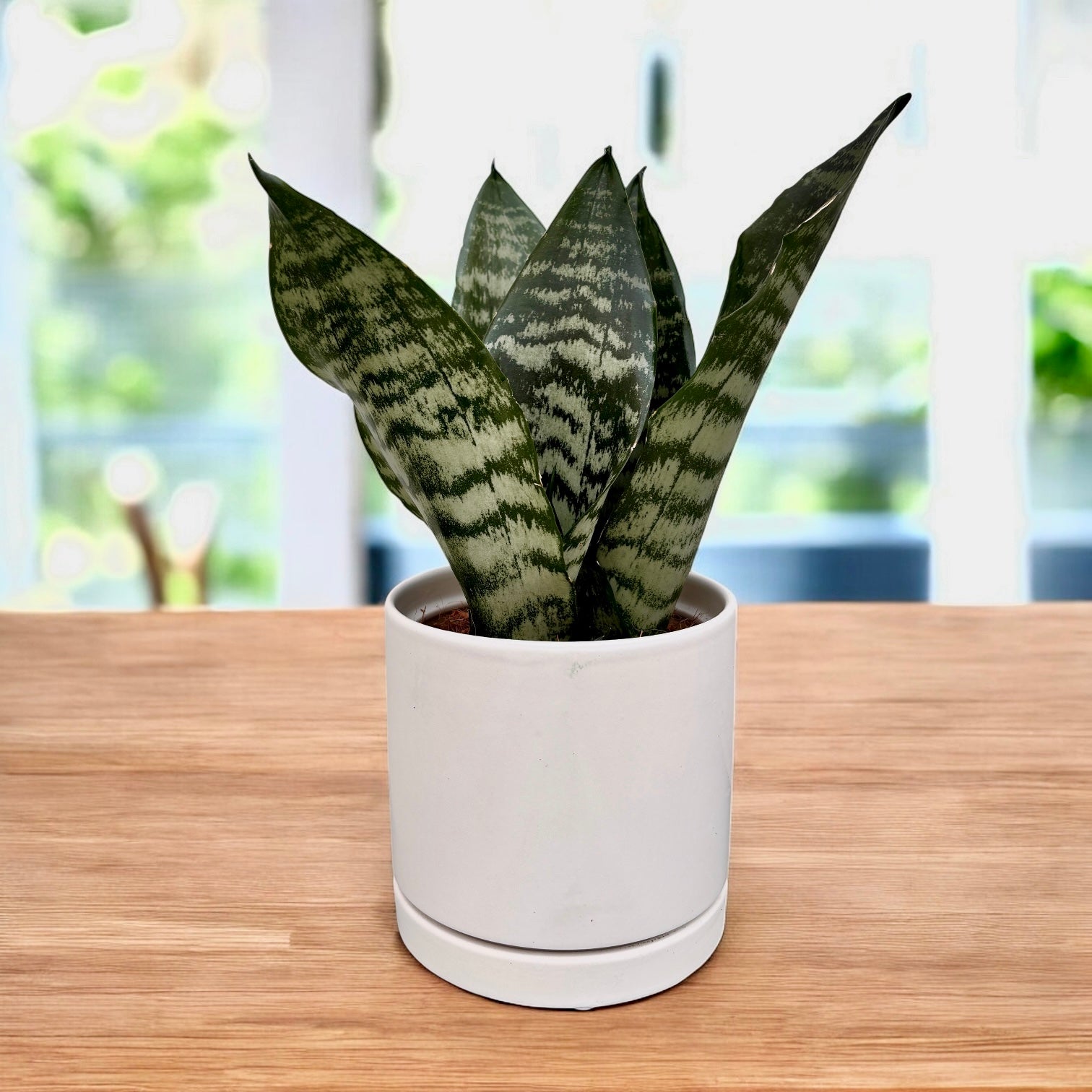 Sansevieria 'Black Coral' -  eleganta exotica si rezistenta remarcabila