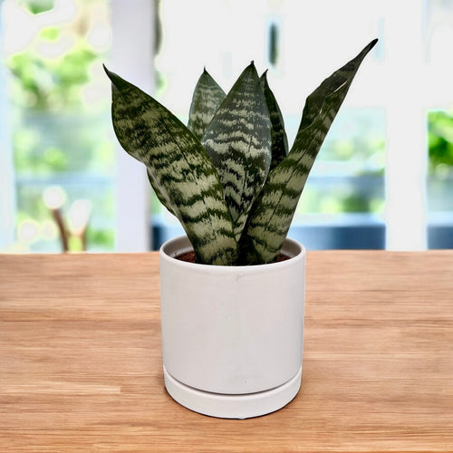 Sansevieria 'Black Coral'