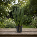 Sansevieria 'Comet Kichaka'