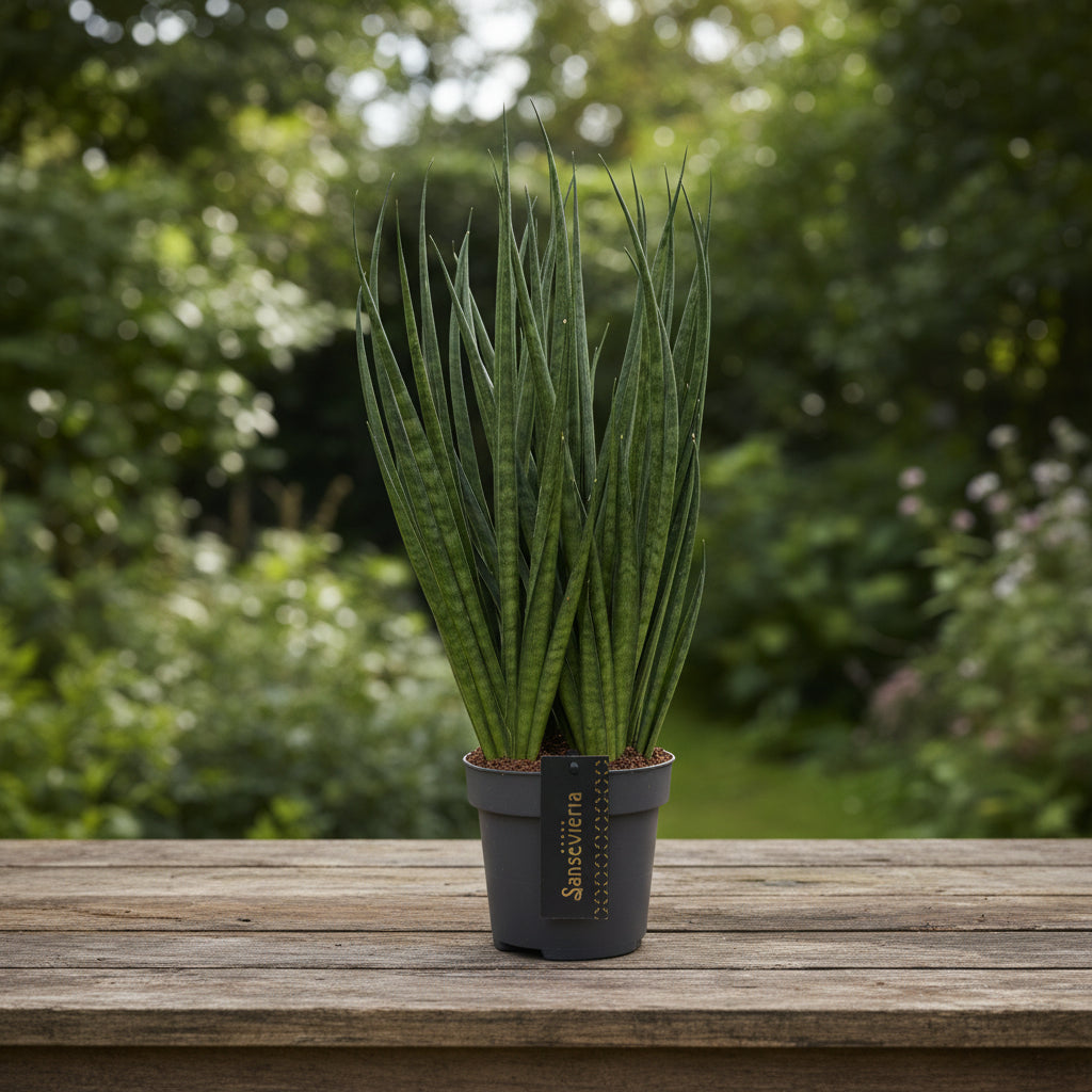 Sansevieria 'Comet Kichaka'