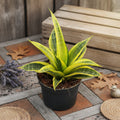 Sansevieria 'Cordova Variegated'