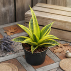 Sansevieria 'Cordova Variegated'