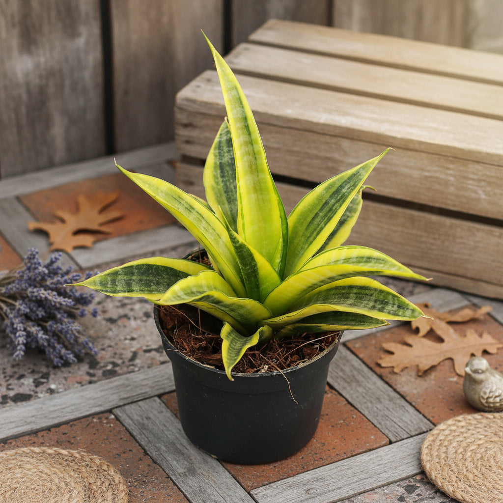 Sansevieria 'Cordova Variegated'