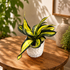 Sansevieria Hahnii ‘Curly Galaxy’ - planta sarpe cu frunze rasucite